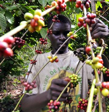 Cardano and Ethiopian Government to Introduce Agritech Blockchain